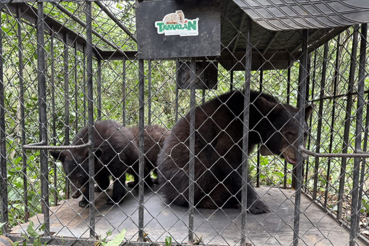 Familia de osos negros volvió a su hábitat luego de rehabilitarse en Zoológico