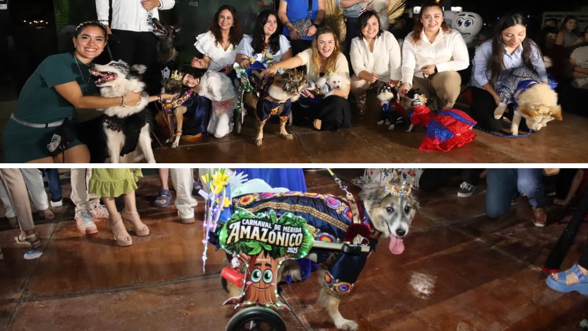 Uno de los reyes caninos del Carnaval de Mérida 2025 estrenó familia Foto: Ayuntamiento de Mérida