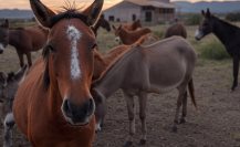 Saquean refugio de animales en Edomex, se roban seis caballos en Otumba