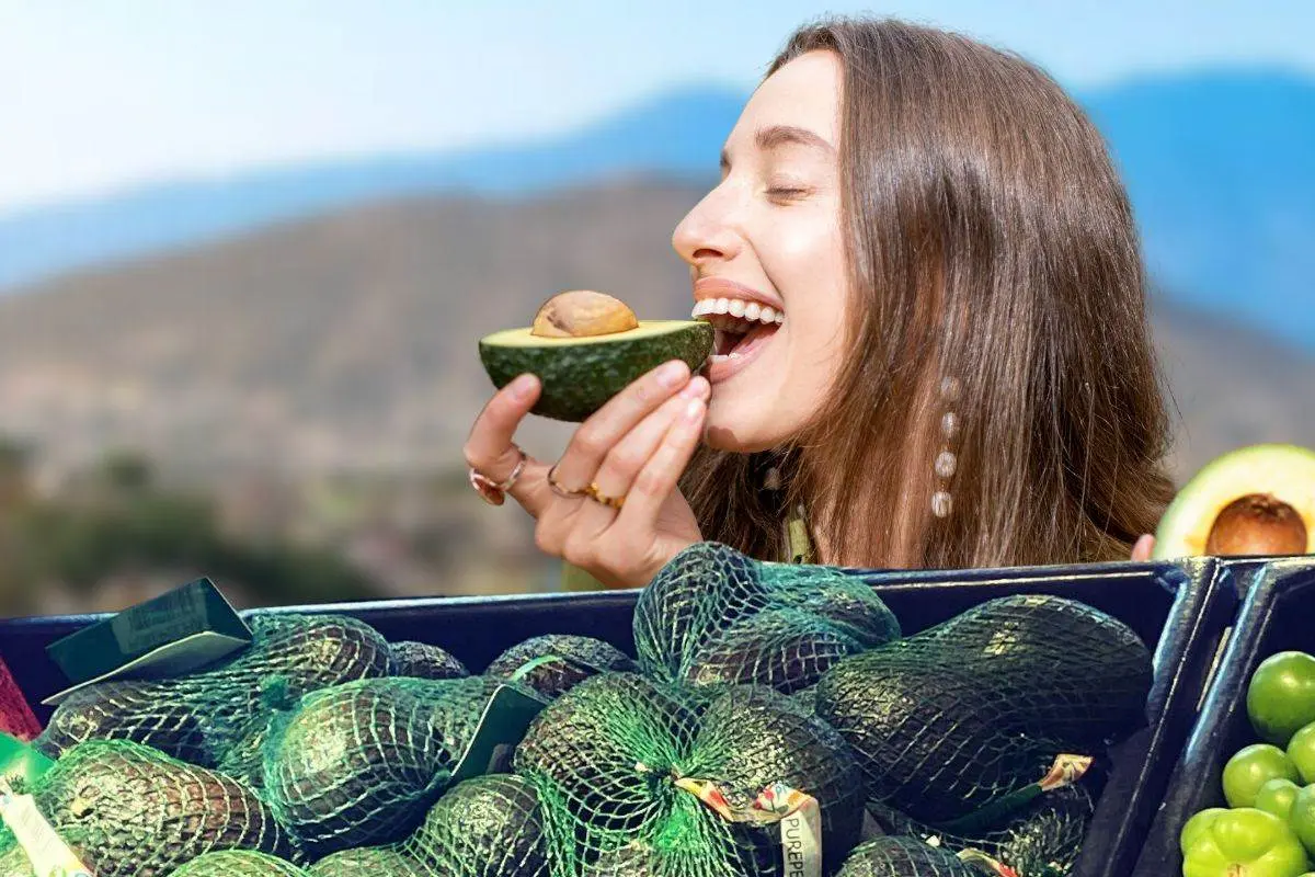 Aguacate criollo en Coahuila / Foto: Archivo POSTA MX | Oziel Reyes | Canva