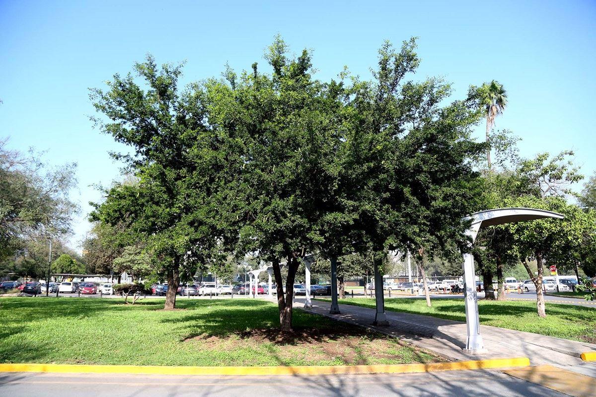 El ébano es un árbol nativo de México y Texas con una gran relevancia ecológica. Foto: UANL