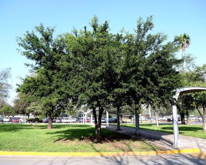 Árboles nativos de Nuevo León: conoce el Ébano y su importancia ecológica