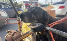 “No abandonen a los lomitos”, el urgente pedido de un barrendero de San Nicolás