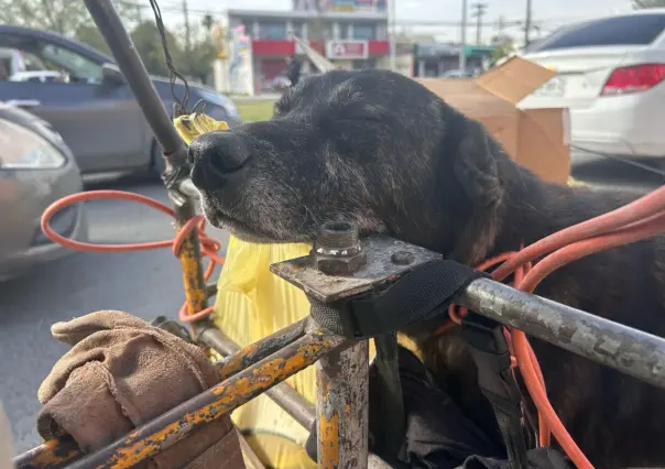 "No abandonen a los lomitos", el urgente pedido de un barrendero de San Nicolás