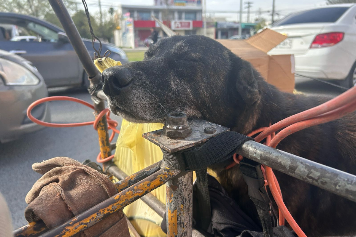 "No abandonen a los lomitos", el urgente pedido de un barrendero de San Nicolás