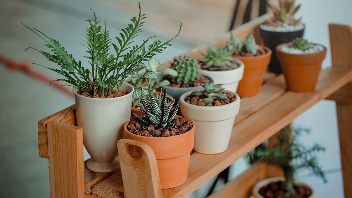 Las plantas sirven como decoración. Foto: Canva.