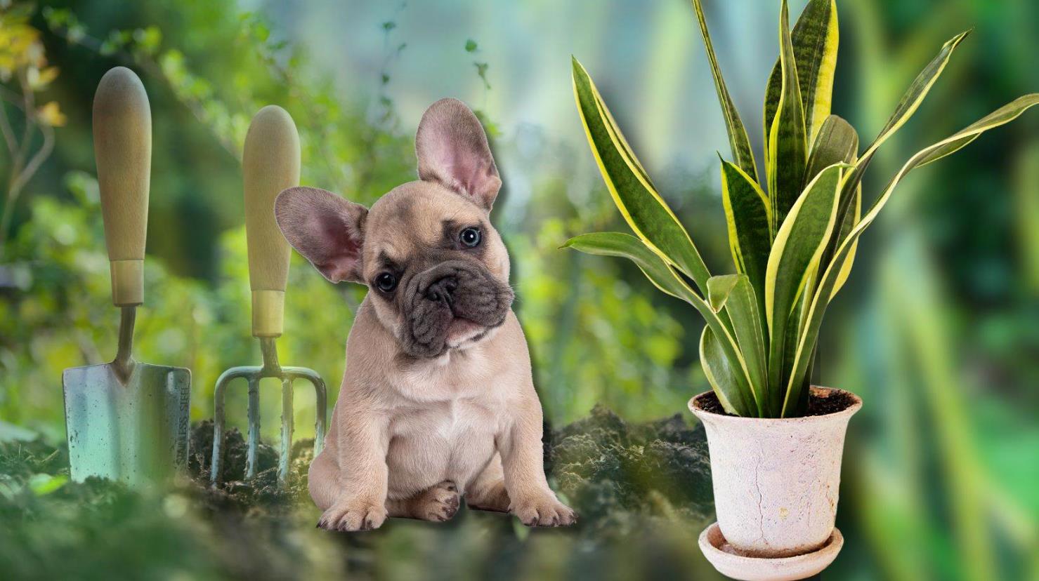 Esta planta podría poner en peligro la salud de tus mascotas. Foto: Canva.