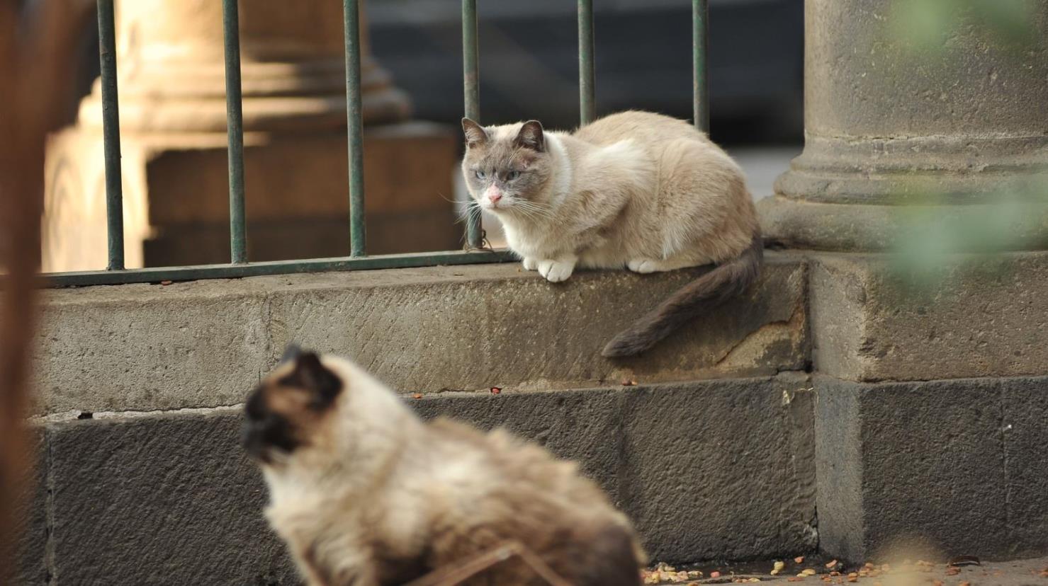 Gatitos del museo Panteón de San Fernando. Foto: SSC CDMX | CANVA