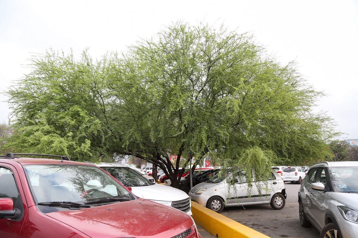 El huizache, un árbol nativo de Nuevo León, desempeña un papel fundamental en la ecología y la economía de la región. Foto: UANL