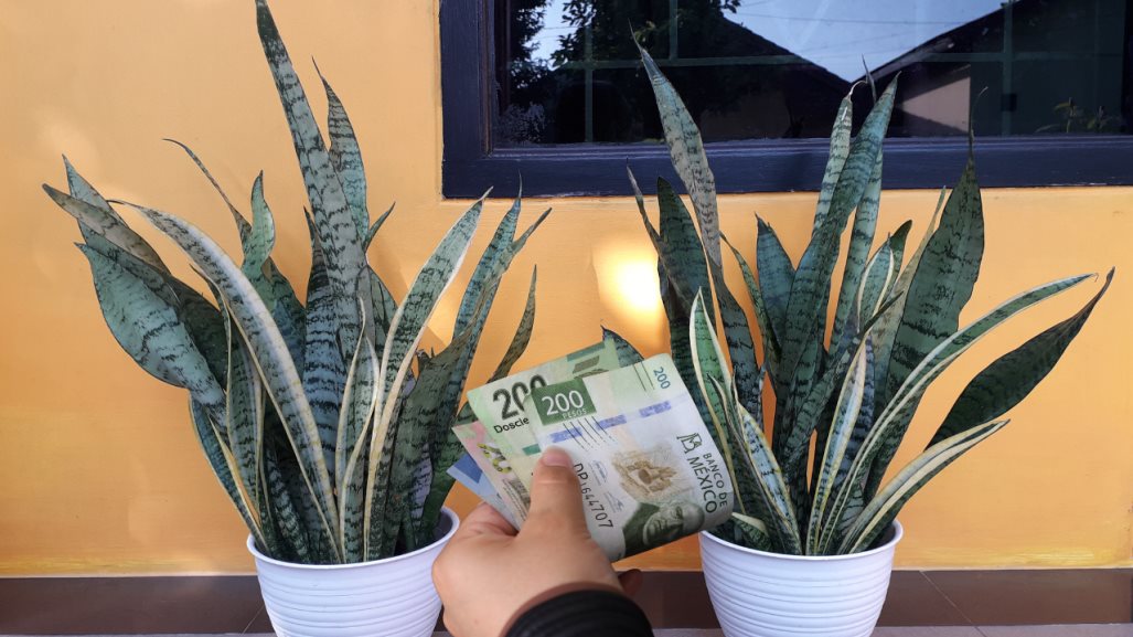 Atrae el dinero con la lengua de suegra, estos son los mejores lugares para ponerla en casa