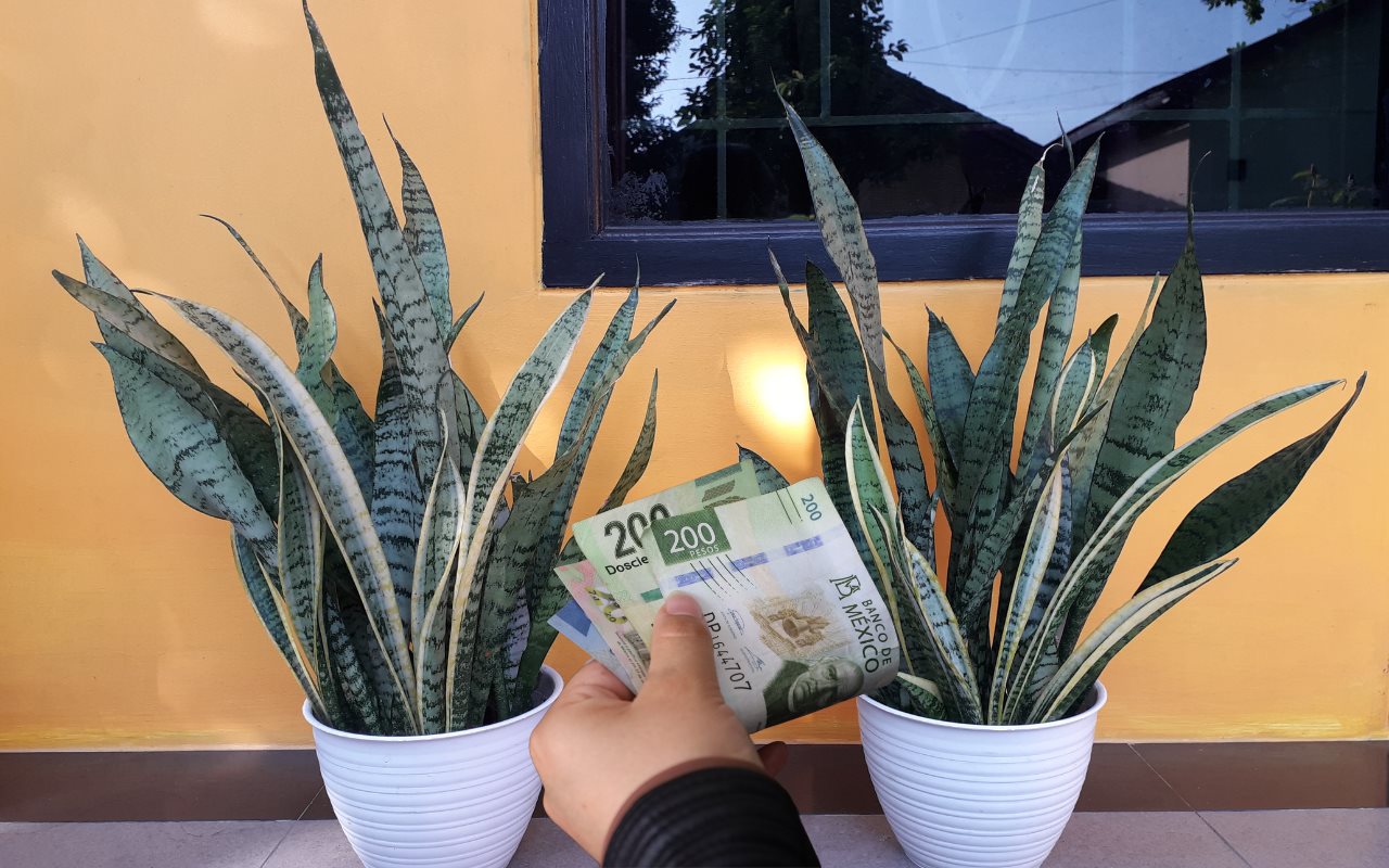 La lengua de suegra es una planta conocida como talismán para atraer la buena fortuna. Foto: Canva