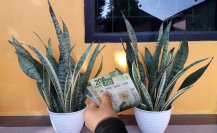 Atrae el dinero con la lengua de suegra, estos son los mejores lugares para ponerla en casa