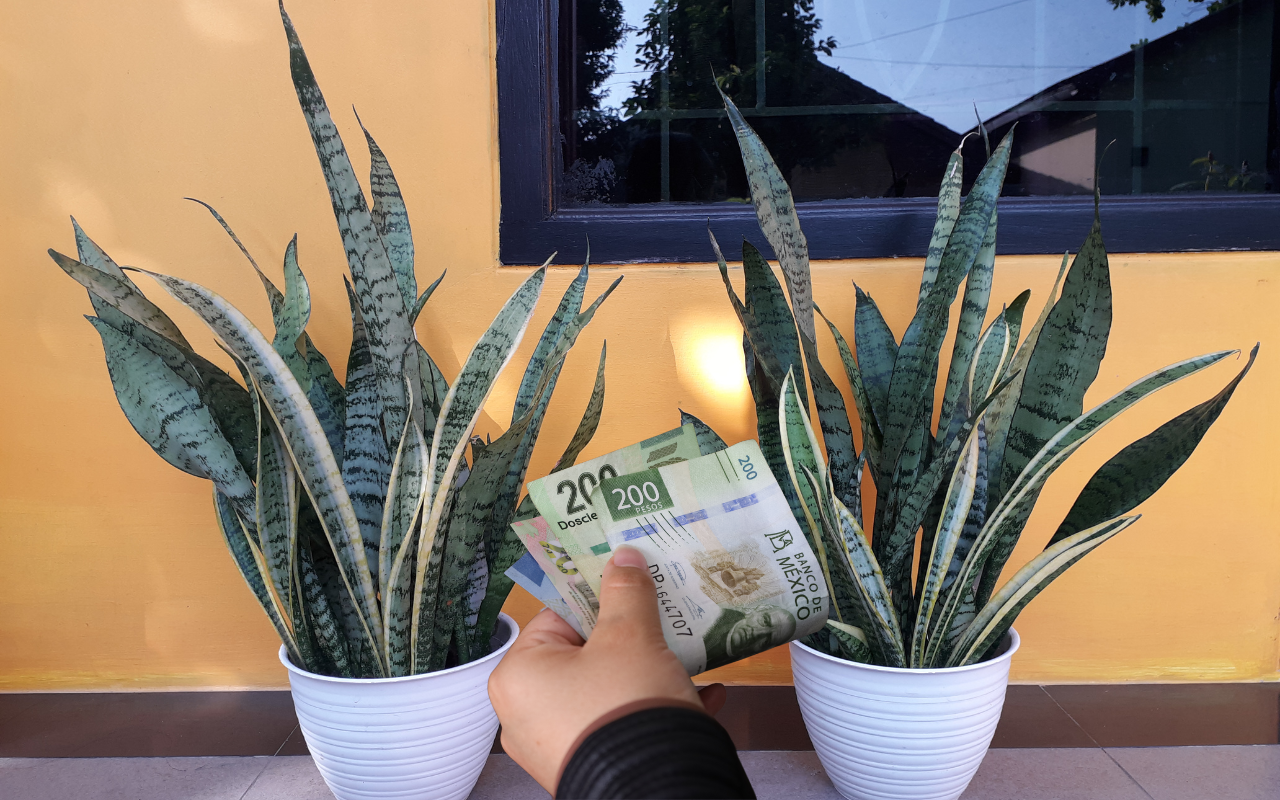 Atrae el dinero con la lengua de suegra, estos son los mejores lugares para ponerla en casa