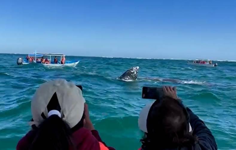 Las ballenas grises navegan más de 9 mil km para aparearse en aguas de BCS, no vienen para complacer al turismo. Fotografías: Rocío Casas.