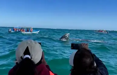 ¿Por qué está prohibido nadar con ballenas grises?