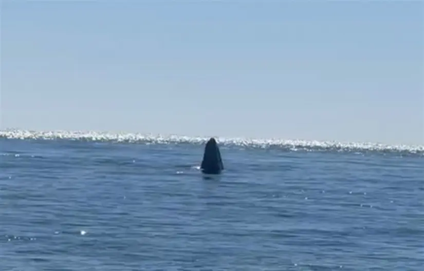 Las ballenas grises no están para satisfacer a los turistas, sino que vienen a aparearse a las aguas templadas de BCS.