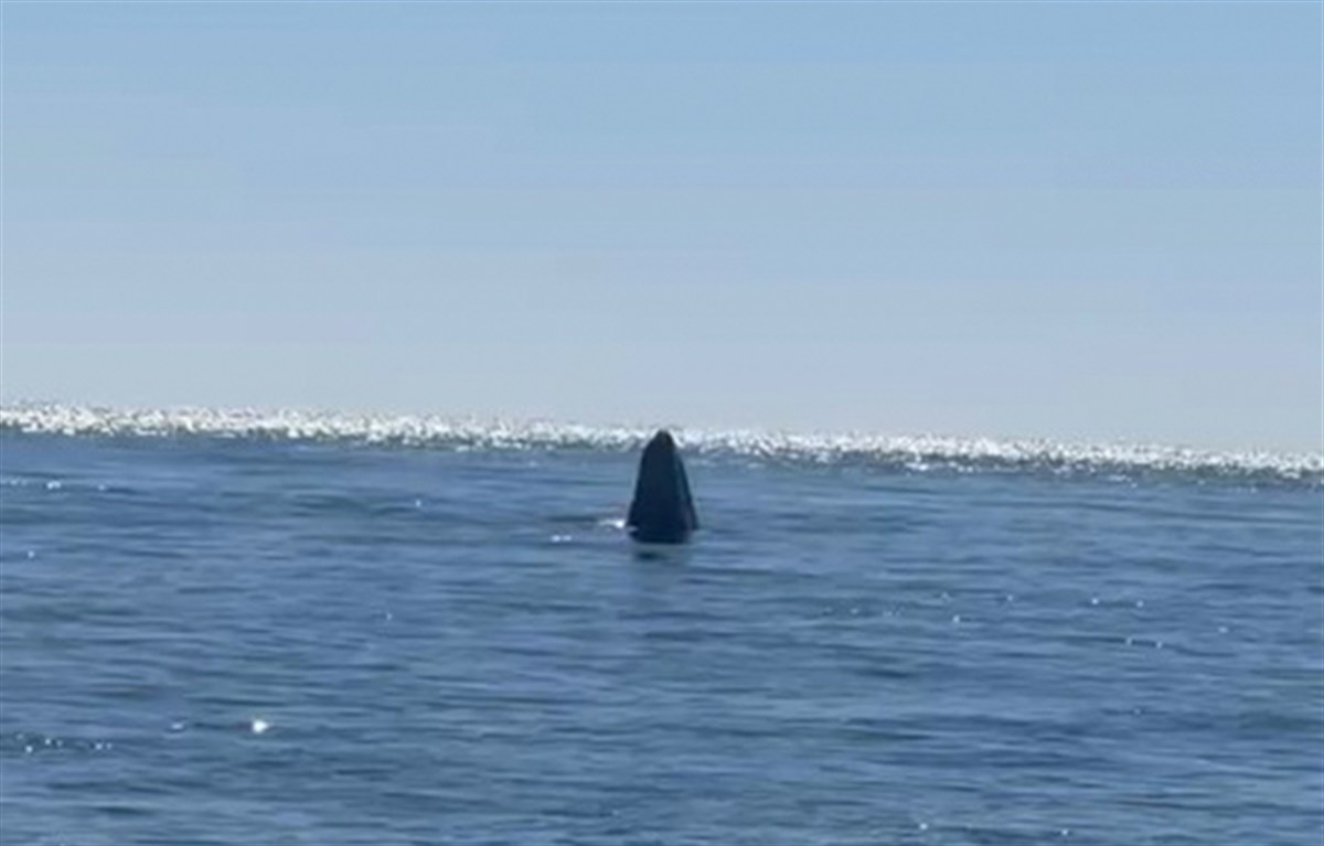 Las ballenas grises no están para satisfacer a los turistas, sino que vienen a aparearse a las aguas templadas de BCS.