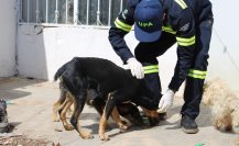 Esta es la multa por abandonar a un animal en Mérida