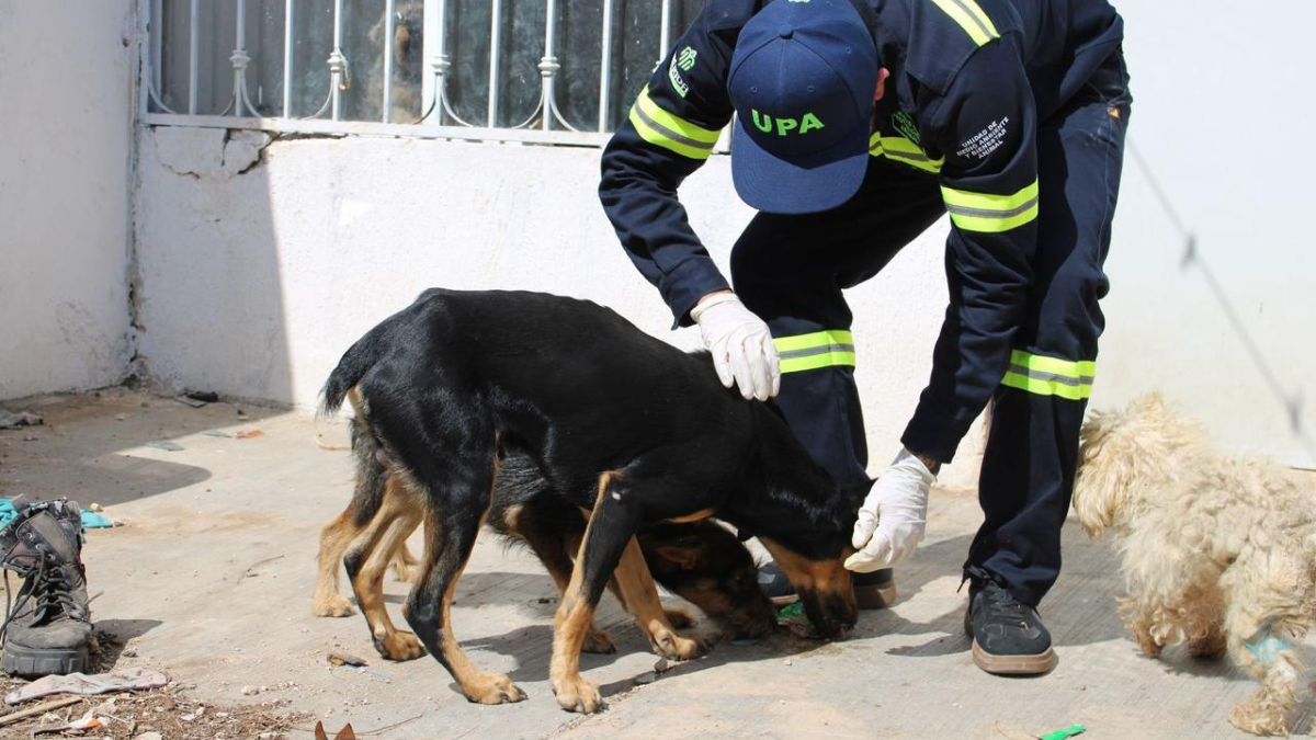 Esta es la multa por abandonar a un animal en Mérida