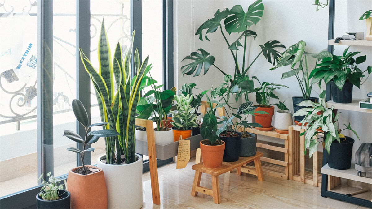 Tener plantas en la casa mejorará la decoración. Foto: Canva.