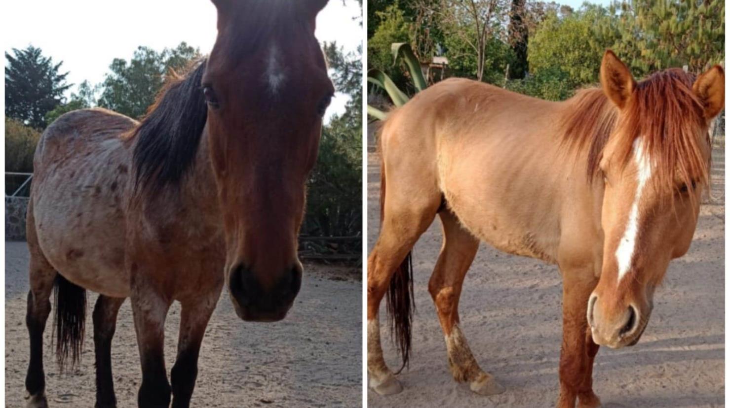 Los caballos sustraídos de la organización Burrolandia fueron encontrados por las autoridades. Imagen: @Burrolandia_mx