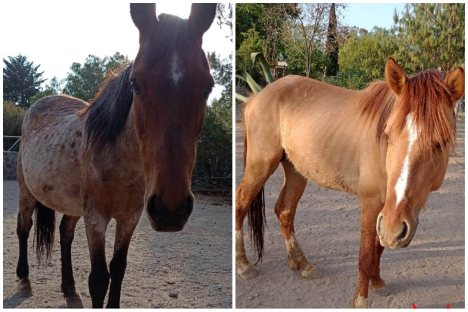 Encuentran a Spirit y Lucero, caballos robados en Otumba