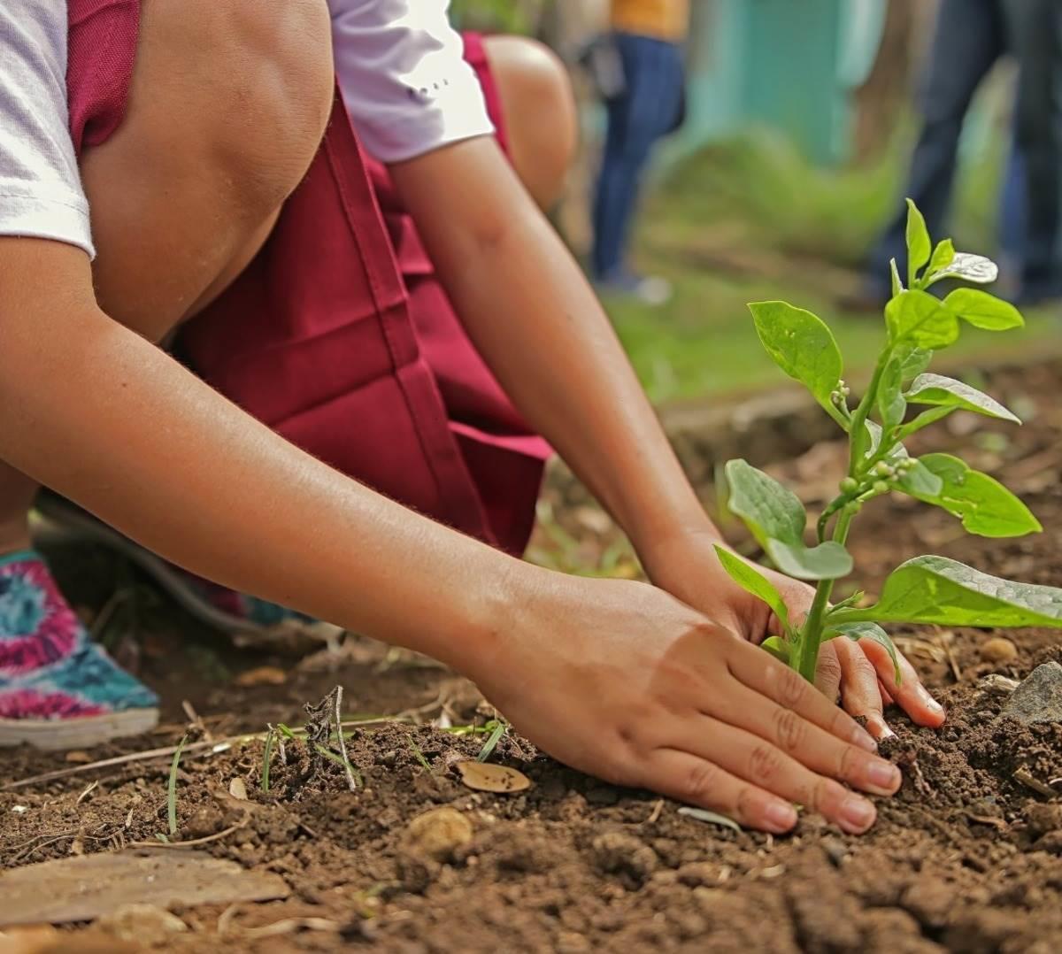 Una menor plantando una planta de huizache en el suelo para que crezca siendo un árbol. Foto: Canva.