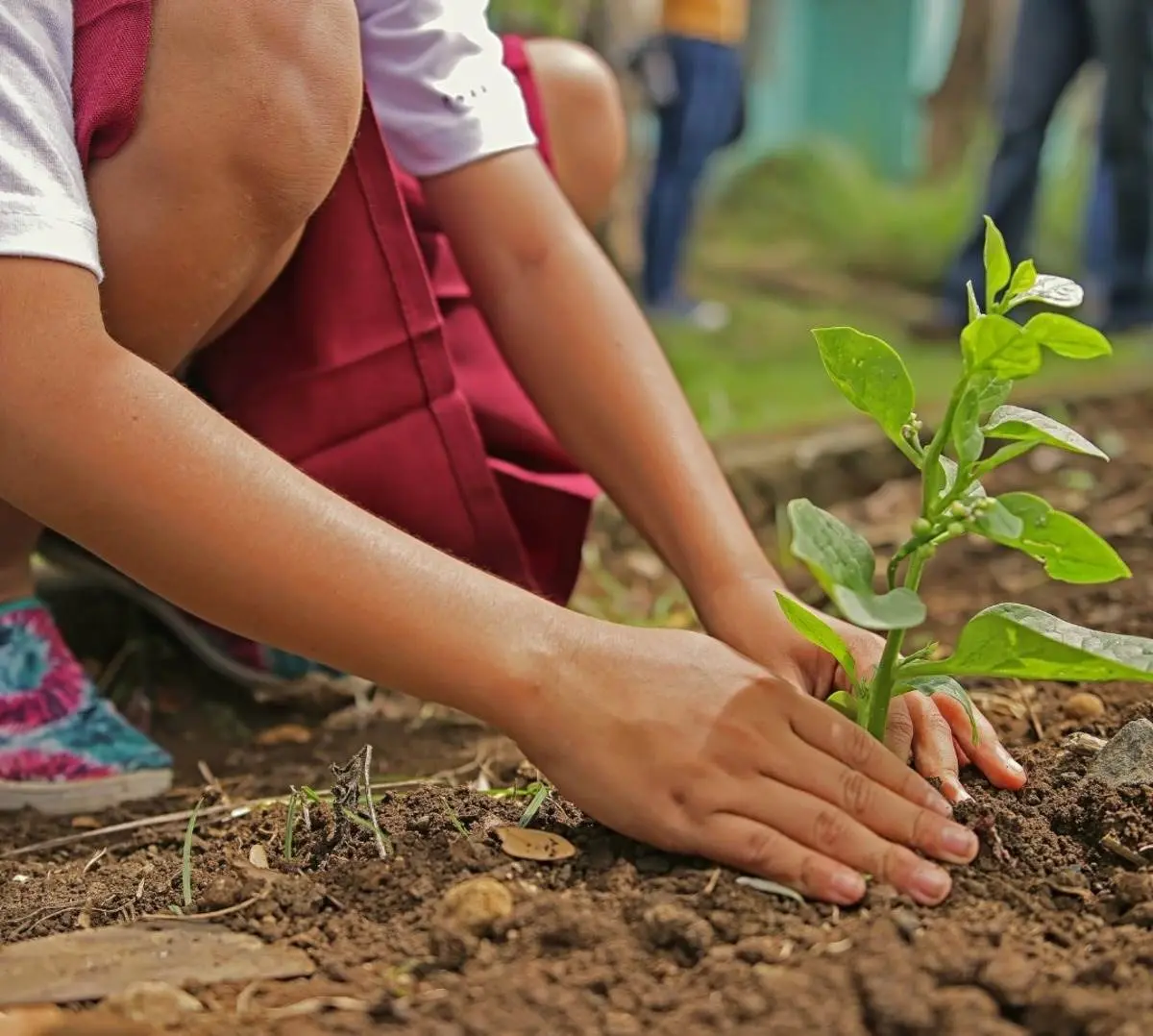 Una menor plantando una planta de huizache en el suelo para que crezca siendo un árbol. Foto: Canva.