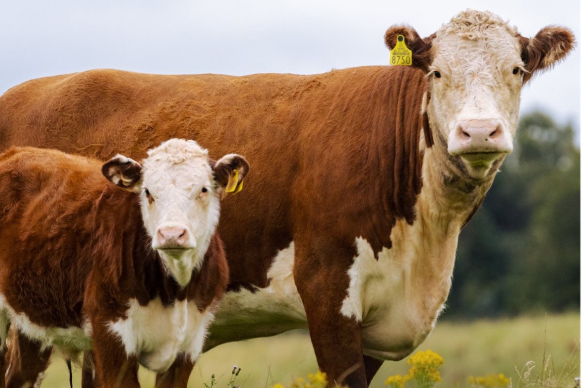 Aunque los pequeños productores no exportan directamente, también sufrirían el impacto de los aranceles, ya que los precios del ganado en pie podrían bajar por la presión de los intermediarios. Foto: Redes sociales