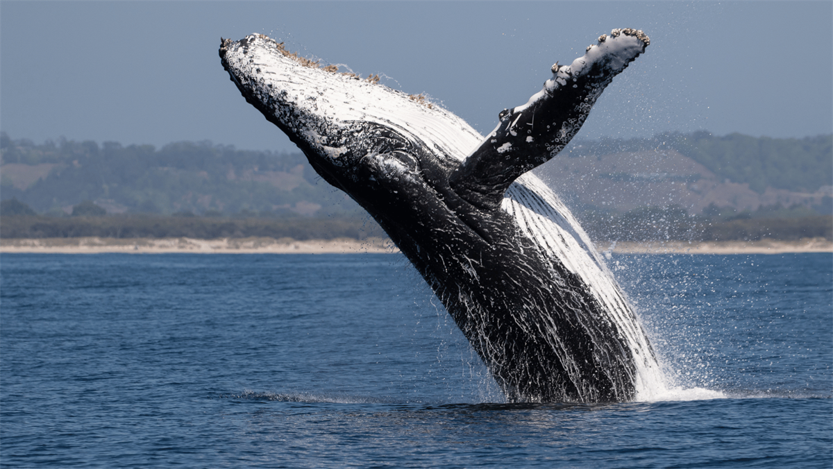 Las ballenas son esenciales para el equilibrio marino. Foto: Canva.