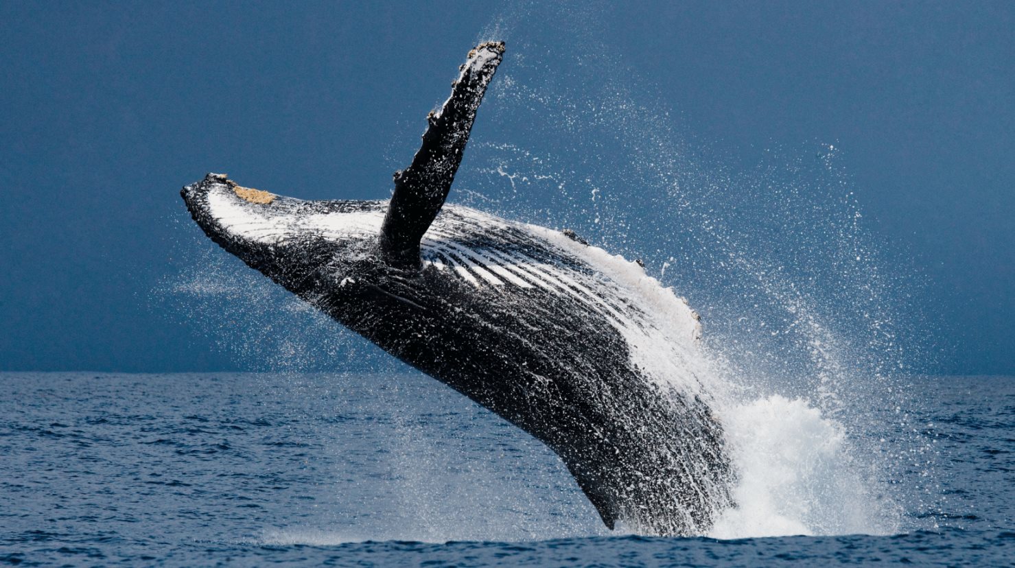 ¿Te gustan las ballenas? Hay 3 factores que ponen en peligro su existencia. Foto: Canva.