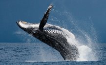 ¿Te gustan las ballenas? Hay 3 factores que ponen en peligro su existencia