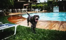 Tu mascota puede correr riesgo al nadar en albercas con cloro, revela estudio