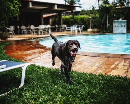 Tu mascota puede correr riesgo al nadar en albercas con cloro, revela estudio