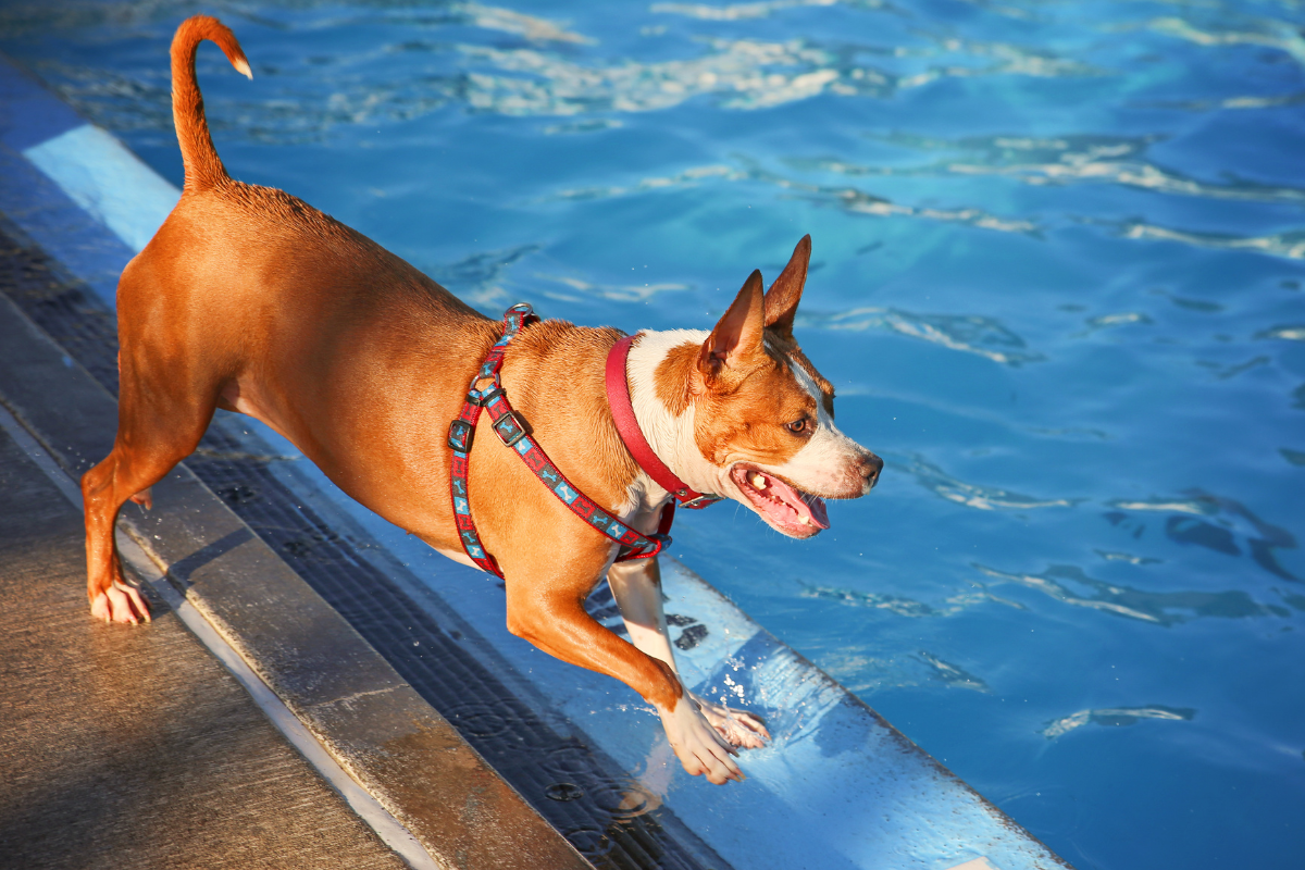 Si tu perro ingresa a una piscinas con cloro, protégelo sacándola y enjuagando rápido con agua libre de químicos. Foto: Canva