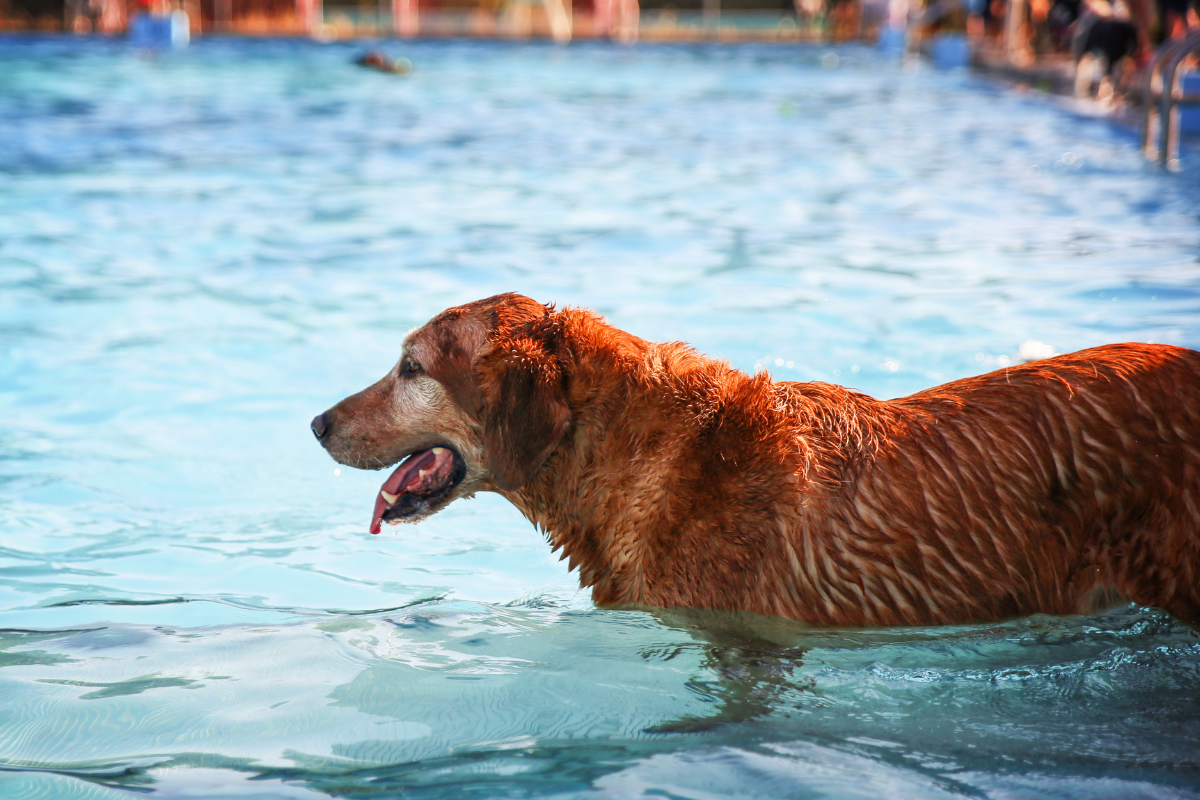 Cuidado con el cloro; evita riesgos para tu perro en la piscina. Foto: Canva