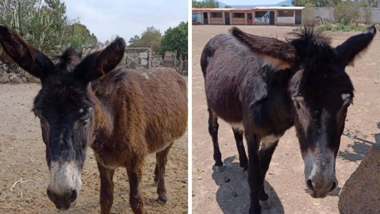 ¡Ofrecen recompensa! Sigue búsqueda de Felipe y Julieta, burros robados en Otumba. Foto: Burrolandia México A.C.