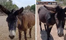 ¡Ofrecen recompensa! Sigue búsqueda de Felipe y Julieta, burros robados en Otumba