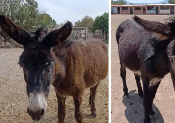¡Ofrecen recompensa! Sigue búsqueda de Felipe y Julieta, burros robados en Otumba