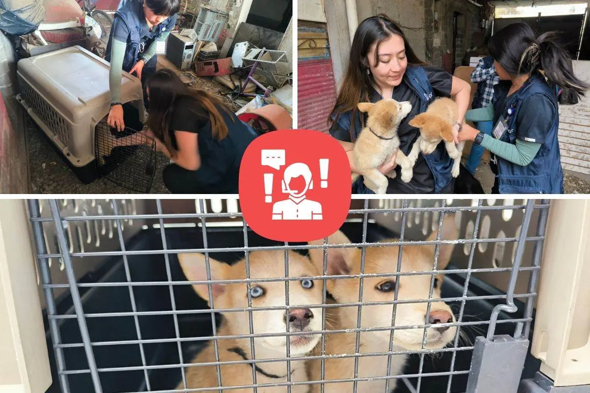 Personal de la Procuraduría Ambiental y del Ordenamiento Territorial (PAOT) rescatando perros maltratados. crédito: PAOTMX l Canva