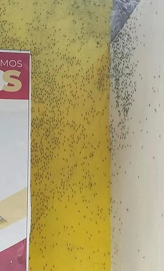 Se están tomando medidas para casos de dengue