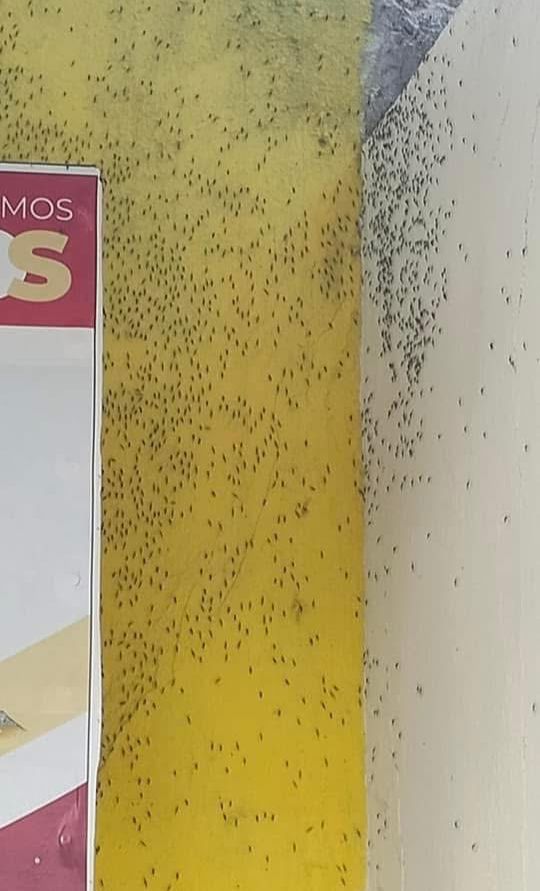 Se están tomando medidas para casos de dengue