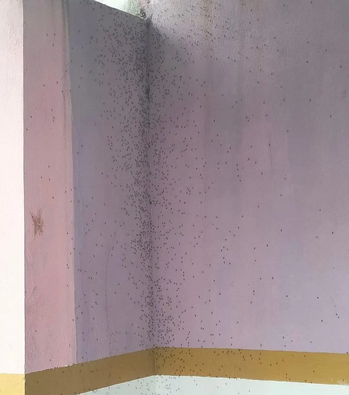 Se están tomando medidas para casos de dengue