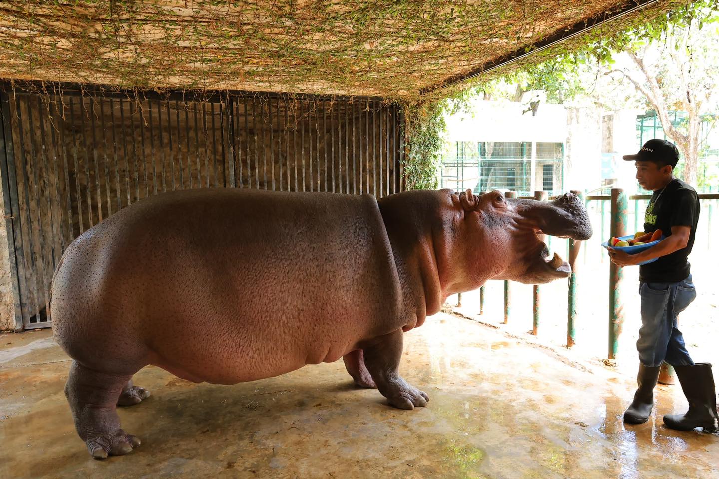 Un tigre y un hipopótamo del parque La Reina de Tizimín reciben atención médica