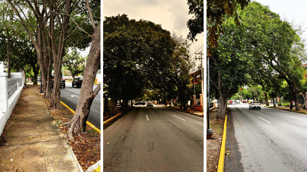 Conoce la avenida Colón, una de las más antiguas de Mérida, según historiadores