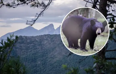 Parque Ecológico Chipinque lanza campaña para conservar el oso negro, ¿en qué consiste?