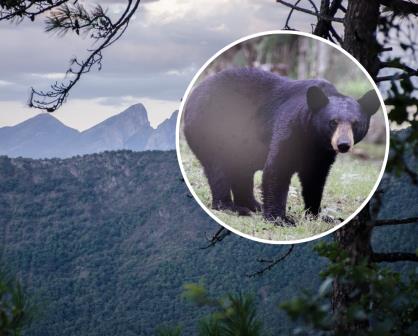 Parque Ecológico Chipinque lanza campaña para conservar el oso negro, ¿en qué consiste?