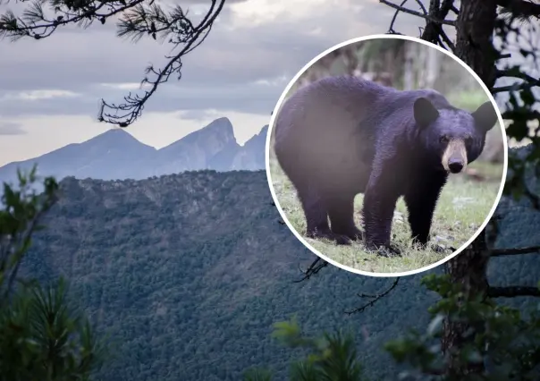 Parque Ecológico Chipinque lanza campaña para conservar el oso negro, ¿en qué consiste?