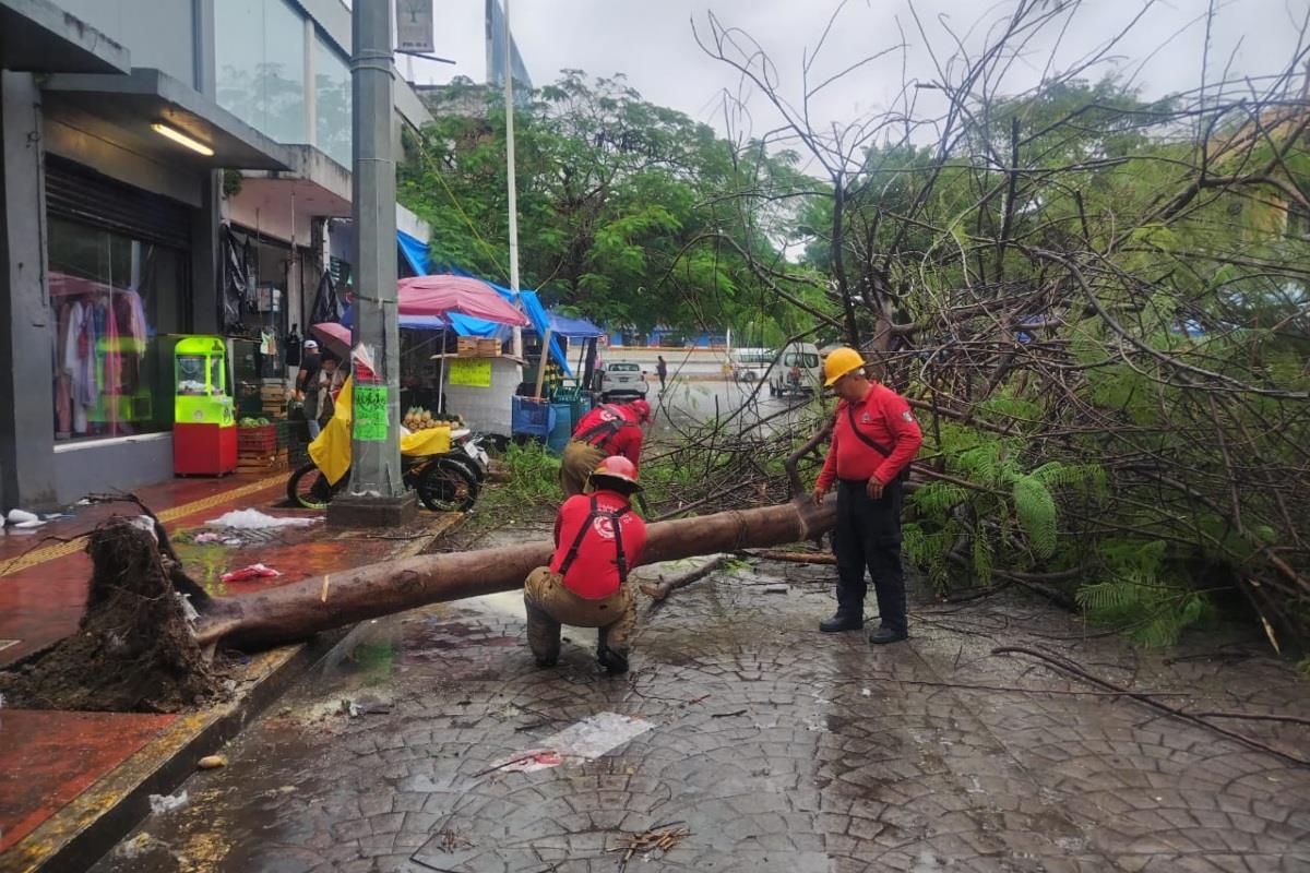 Árbol caído tras fuertes vientos del frente frío 28 Foto: Armando de la Rosa