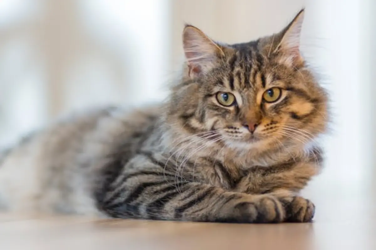 Gato Foto: Pexels